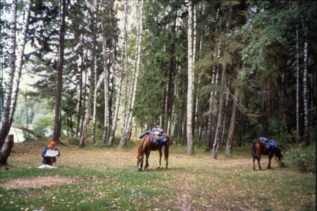 Birkenwald in Weissrussland