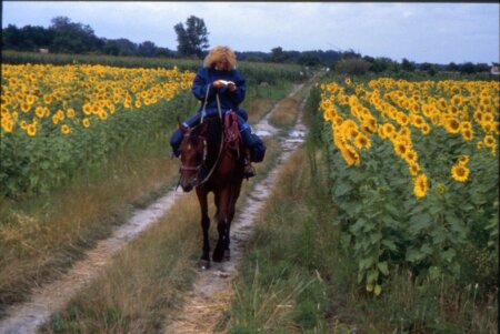 Sonnenblumenfelder in der Ukraine 