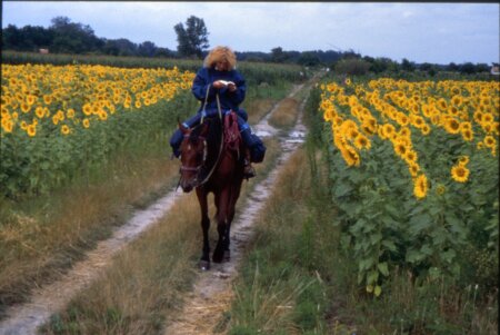 Campo di girasoli in Ucraina