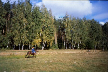 Galopp zwischen den Birken 