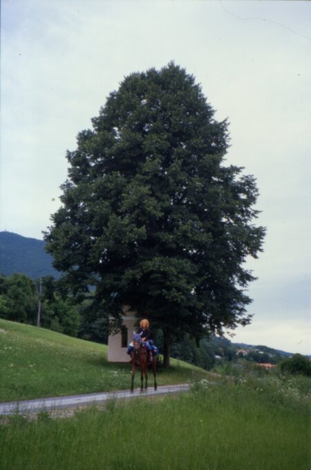 Grande tiglio in Slovenia