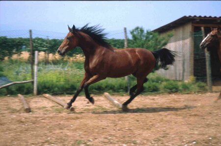 Sebiba in azione 