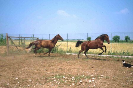 Sebiba e Terek