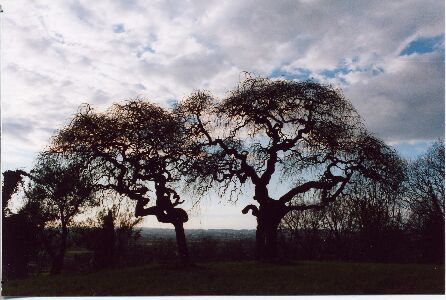 Silhouettes di alberi al tramonto a Villa Sbuelz (it. 15)