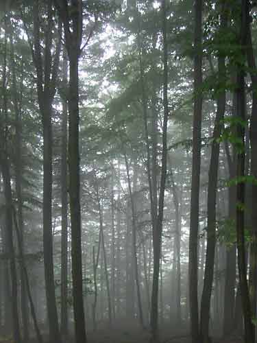 Bosco nella nebbia