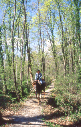 Luce di aprile nel Bosco Romagno (it. 1)