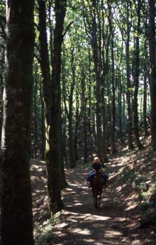  Nelle foreste casentinesi