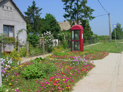 Fiori dappertutto