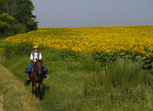 Ancora girasoli