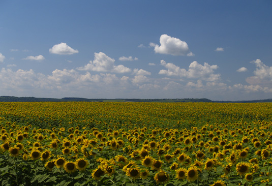 Campo di girasoli