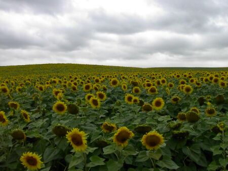  Tschechische Sonnenblumen