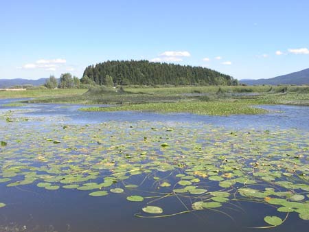 Ninfee a Cerknica