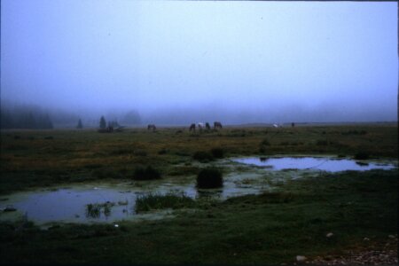  Pferde im Nebel auf dem Padis-Plateau