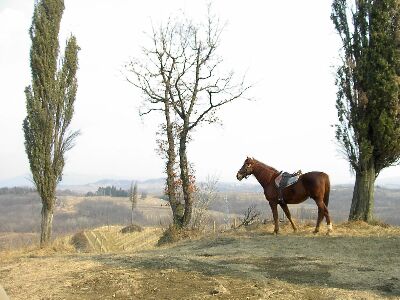 Terek sul Poggio dei 3 Pini