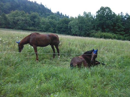  Accampamento a Berdejovske Kupele