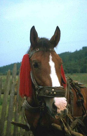  Ciuffi rossi di lana per i cavalli...