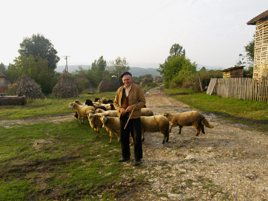 Erba e pecore non mancano