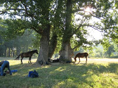  Sulla riva del Vah