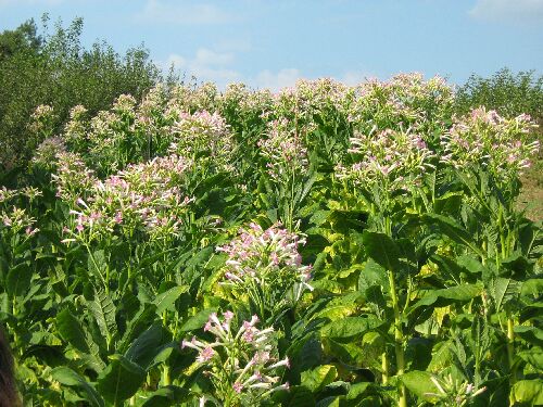  Piante di tabacco in fiore